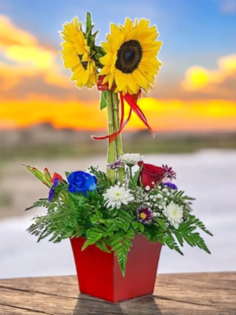 Girasoles altos en caja